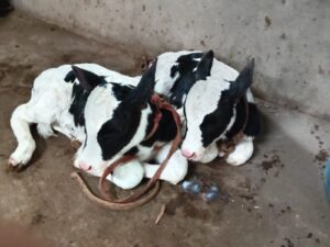 शिरोली दुमाला येथे गायीने दिला जुळ्या वासरांना जन्म